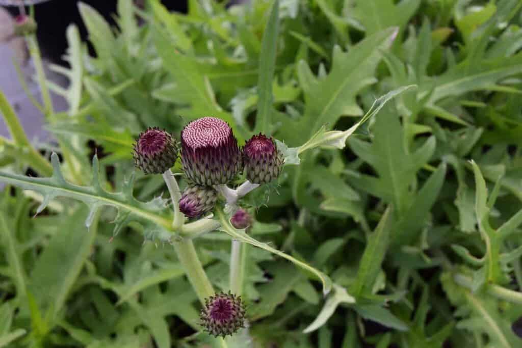 Cirsium rivulare 'Atropurpureum' ---